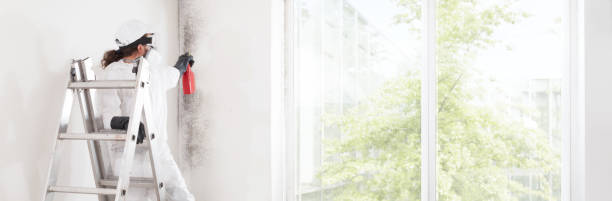 Best Black Mold Removal  in Bennettsville, SC